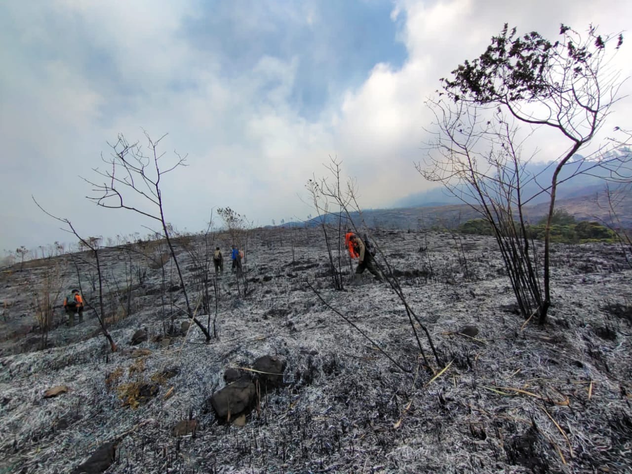 Lereng Gunung Arjuno Terbakar, Karhutla di TN Gunung Ciremai Makin Meluas